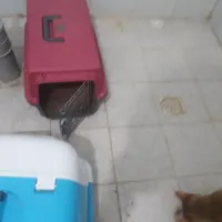 واگذاری گربه شناسنامه وکارت واکسن