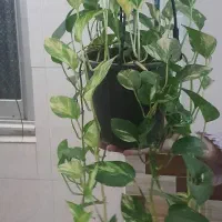 گیاه پتوس (پیچک) ابلق