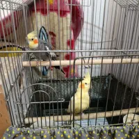 عروس هلندی نر و ماده . روی تخم .