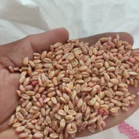 با سلام فروش ۲نیم تن گندم