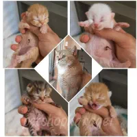 حراج کده گربه بریتیش پرشین اسکاتیش لانگهیر جیبی