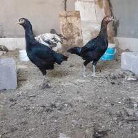 مرغ وخروس لاری کاشمر