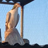 کبوتر دمگیر|حیوانات|اصفهان, شاه پسند|دیوار