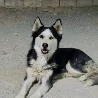 سگ هاسکی ماده