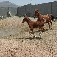 مادیون‌وکره‌پرخون|اسب و تجهیزات اسب‌سواری|لنجان, |دیوار