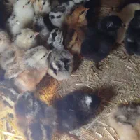 جوجه برهما گلین و امروک