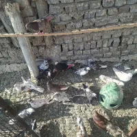 کفتر تهرانی