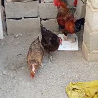 فروشی حراج کردم|حیوانات مزرعه|قلعه گنج, |دیوار