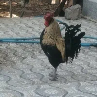 خروس گلین جوان سالم ومرغ محلی اصل|حیوانات مزرعه|آبدان, |دیوار