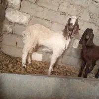 بز مری با کهر