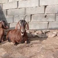 بزآلپاین بزشیری سانن بزنر معاوضه پی کی پراید|حیوانات مزرعه|همدان, |دیوار