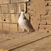 ساده|پرنده|شاهرود, |دیوار