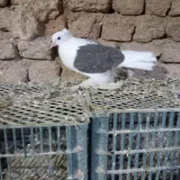 کبوتر‌دوکت‌ماده