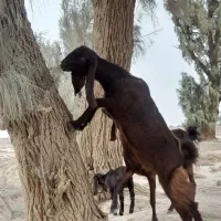 مری|حیوانات مزرعه|نیمروز, |دیوار