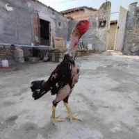 خروس لاری اصیل