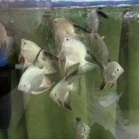 آنجل بلغاری