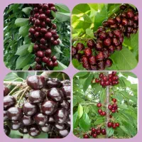 جشنواره پاییزی فروش درخت و نهال بزرگ|گل و گیاه طبیعی|مشهد, خواجه ربیع|دیوار