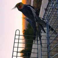 دو عدد عروس هلندی|پرنده|کوهدشت, |دیوار