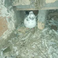 جفت کبوترکله ای