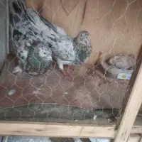 کفتر سرور یه جفت ویه نر فروشی|پرنده|پاکدشت, شهرک امام رضا|دیوار