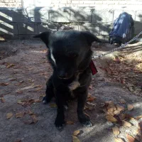 سک پاپی اشپیتز نر مشکی باهوش|سگ|شهرضا, |دیوار