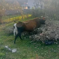 گاو چالوسی ب همراه گوساله|حیوانات مزرعه|سیاهکل, |دیوار