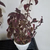 گل های پیتوس|گل و گیاه طبیعی|اسلام‌شهر, شهرک سعیدیه|دیوار