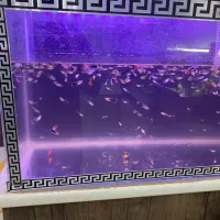 آکواریوم با کل لوازم و ماهی|ماهی|هشتگرد, فاز ۳ مهستان|دیوار