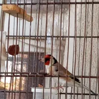 سهره چهارگل|پرنده|کرج, حسین‌آباد|دیوار