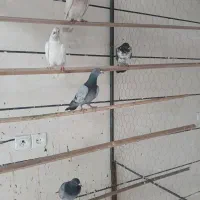 کبوتر غریبگیری  9عدد دونه ای 200