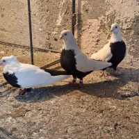 کبوتر دم سیاه