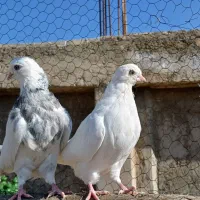 مفلق سفید چش و نوک سفید