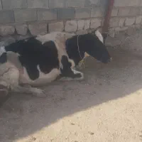 گاو و گوساله|حیوانات مزرعه|سرپل ذهاب, |دیوار