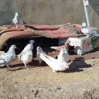 کبوتر زور دار واقعی|پرنده|ماهیدشت, |دیوار