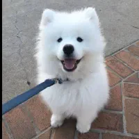 توله سگ پیدا شده