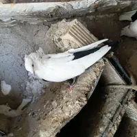 کبوتر