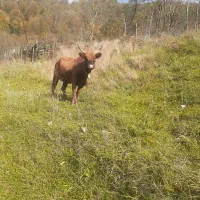 فروش فوری گاو با گوساله|حیوانات مزرعه|فریم, |دیوار