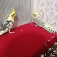 عروس هلندی