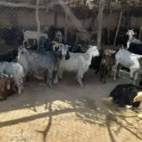 بز ترکی و دورگ موقعیت گناوه|حیوانات مزرعه|ریگ, |دیوار