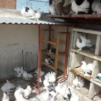 کفتر‌دم‌چتری‌اصل‌زیبا|پرنده|بندر ترکمن, |دیوار