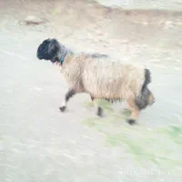 میش ترک اصل