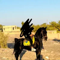 اسب نریان کرد