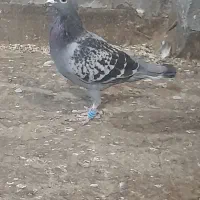 کفتر برگشته