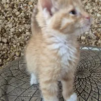 واگذاری رایگان با شرایط