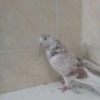 دوتا ماد درجه یک پرشی پیس