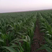 کود