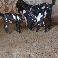 بز دوبهر پاکستانی|حیوانات مزرعه|جهرم, |دیوار