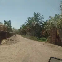 نیازمند درخت تکان سبدی روزمزد