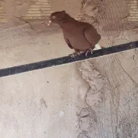 کفتر رنگی و پلاکی|پرنده|مبارکه, |دیوار