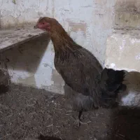 ۳عدد مرغ تخم گذار دانه ۴۰۰ تومان|حیوانات مزرعه|مشهد, سجادیه|دیوار